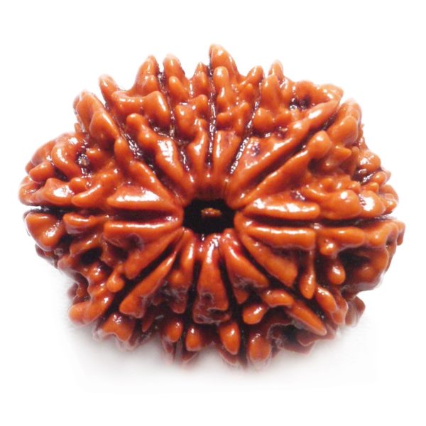 11 Mukhi Rudraksh