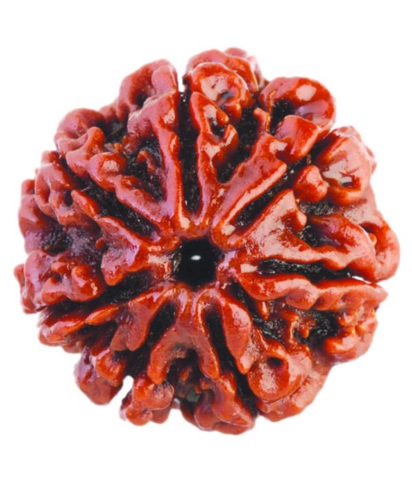 7 Mukhi Rudraksh