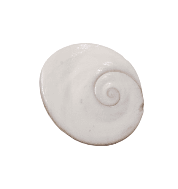 Gomti Chakra(गोमती चक्र)- बड़ा साइज़- 3 Piece