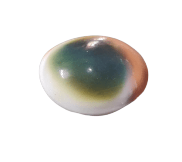 Gomti Chakra(गोमती चक्र)- बड़ा साइज़- 3 Piece - Image 2