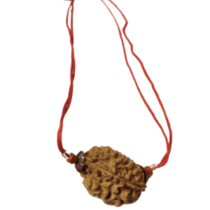 2 Mukhi Rudraksha Locket