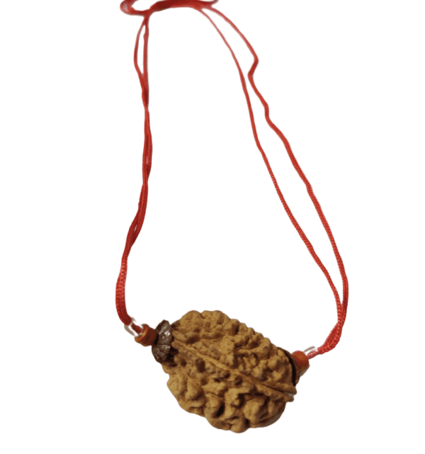 2 Mukhi Rudraksha Locket