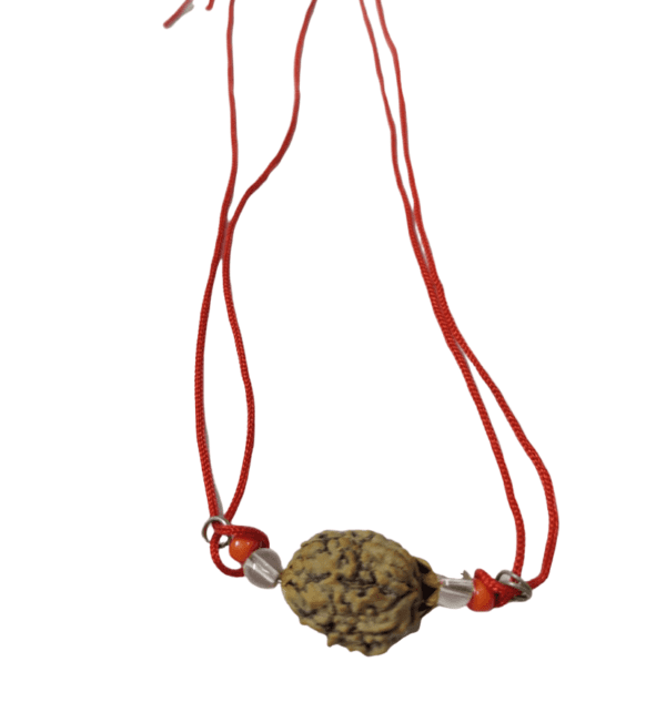 3 Mukhi Rudraksha Locket