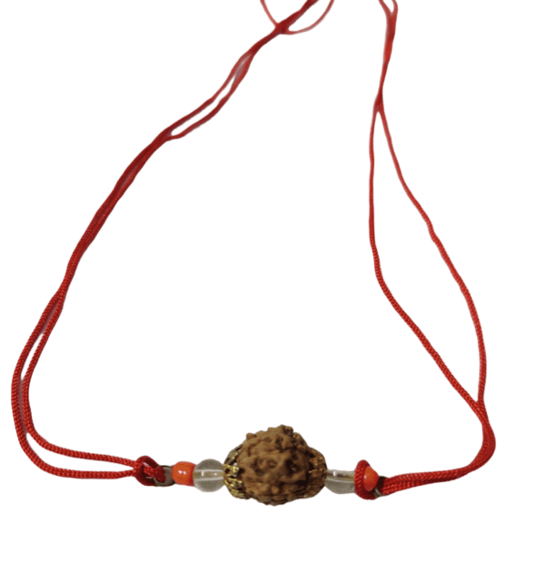 6 Mukhi Rudraksha Locket(6 मुखी रुद्राक्ष लॉकेट)