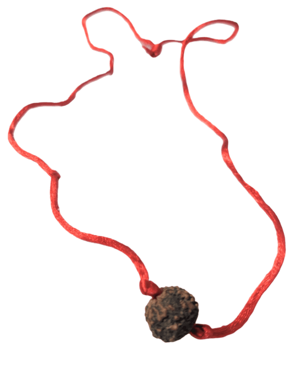 6 Mukhi Rudraksha Locket(6 मुखी रुद्राक्ष लॉकेट)