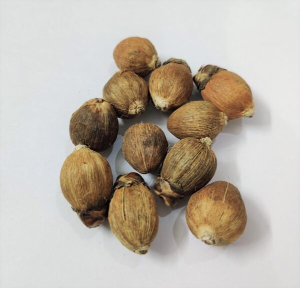 Laghu Nariyal(लघु नारियल)For Puja | Pack of 11 pcs